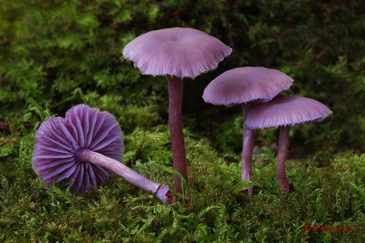 Лаковица аметистовая (Laccaria amethystina)