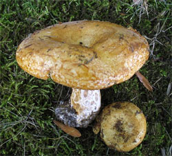 Груздь желтый (Lactarius scrobiculatus)