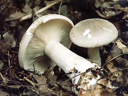 Говорушка дымчатая (Clitocybe nebularis)