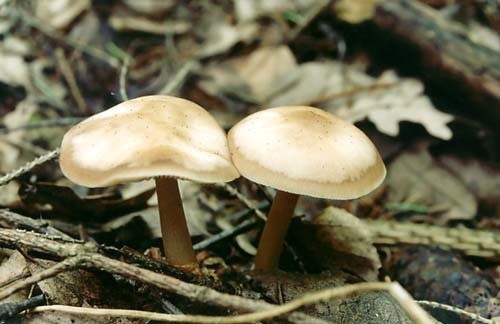 Коллибия каштановая (Rhodocollybia butyracea)