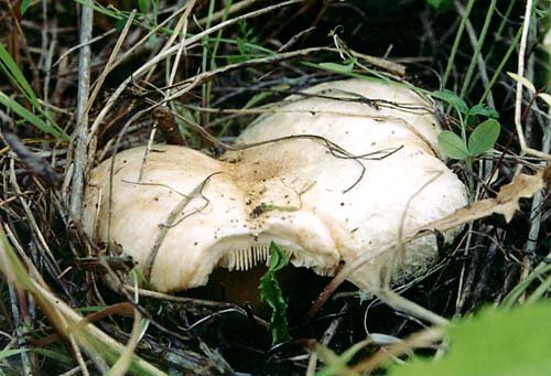 Волнушка белая (Lactarius pubescens)