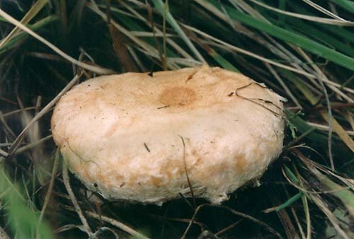 Волнушка розовая (Lactarius torminosus)