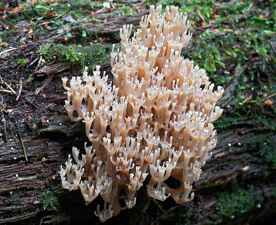 Клавикорона крыночковидная (Artomyces pyxidatus)