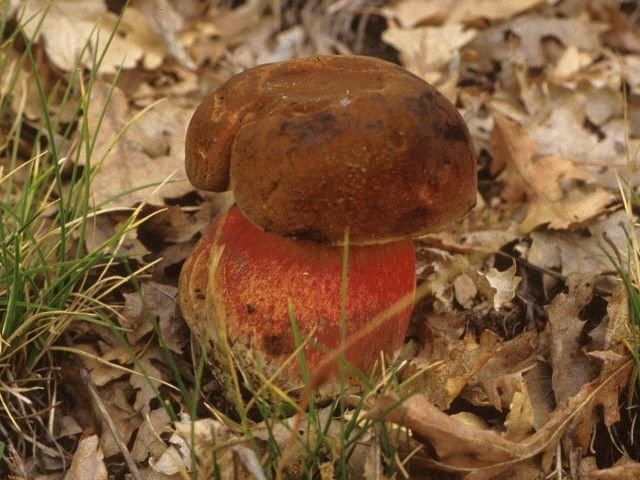 Дубовик крапчатый (Neoboletus erythropus)