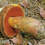 Дубовик крапчатый (Neoboletus erythropus)