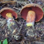 Дубовик крапчатый (Neoboletus erythropus)