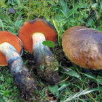 Дубовик крапчатый (Neoboletus erythropus)