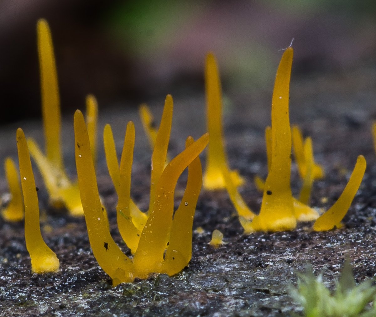 Калоцера роговидная (Calocera cornea)