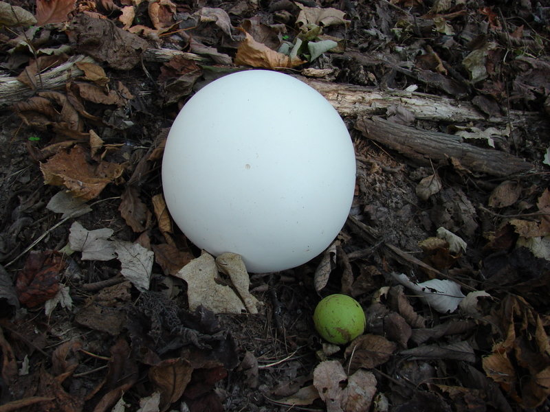 Головач гигантский (Calvatia gigantea)