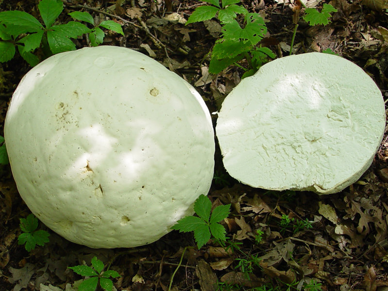 Головач гигантский (Calvatia gigantea)