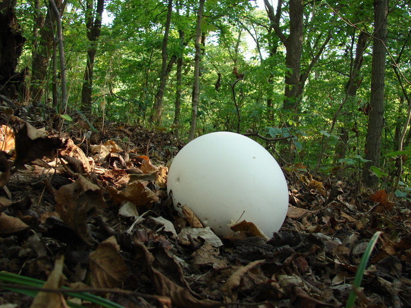 Головач гигантский (Calvatia gigantea)