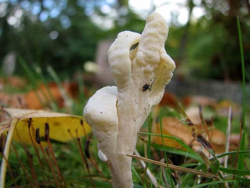 Клавулина морщинистая (Clavulina rugosa)