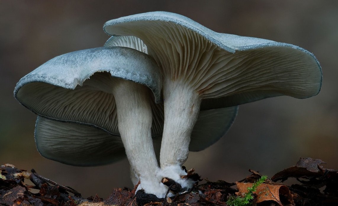 Говорушка анисовая (Clitocybe odora)