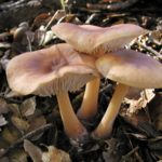 Коллибия каштановая (Rhodocollybia butyracea)