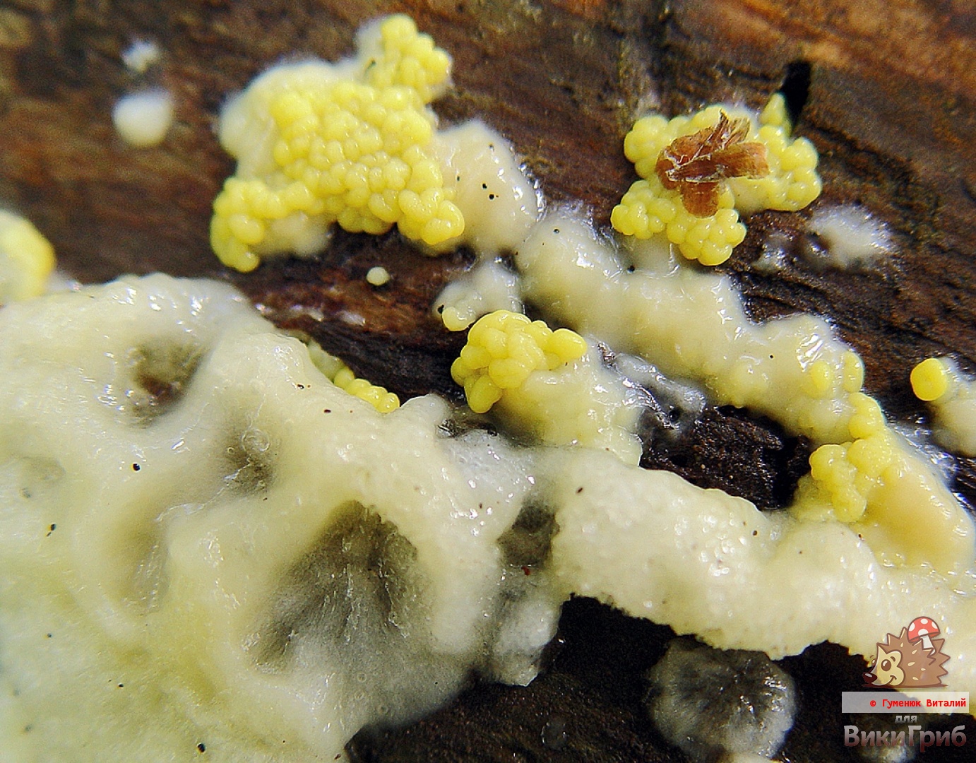 Ceratiomyxa fruticulosa - Цератиомикса кустарничковая - плазмодий