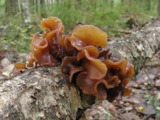 Дрожалка листоватая (Phaeotremella foliacea)