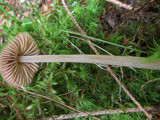 Энтолома щитоносная (Entoloma cetratum)