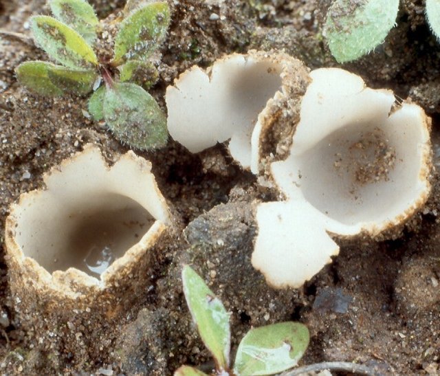 Геопора песчаная (Geopora arenosa)