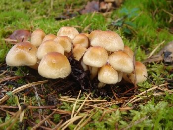 Гифолома головообразная (Hypholoma capnoides)