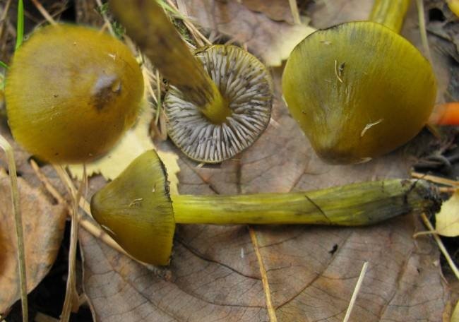 Гигрофор попугай (Gliophorus psittacinus)