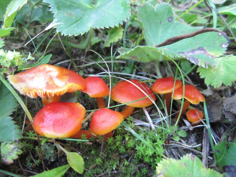 Гигроцибе алая (Hygrocybe coccinea)