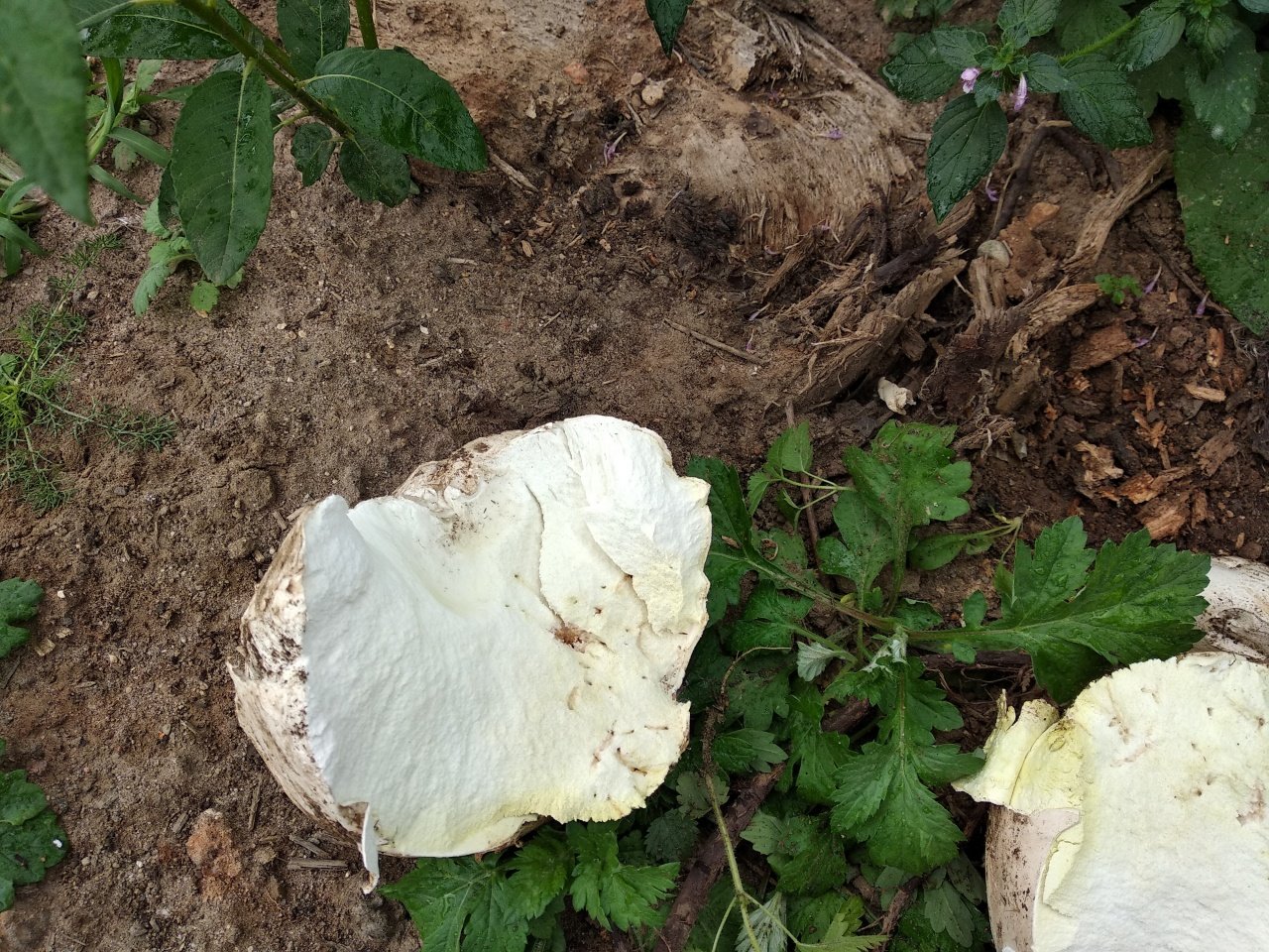 Головач гигантский (Calvatia gigantea)