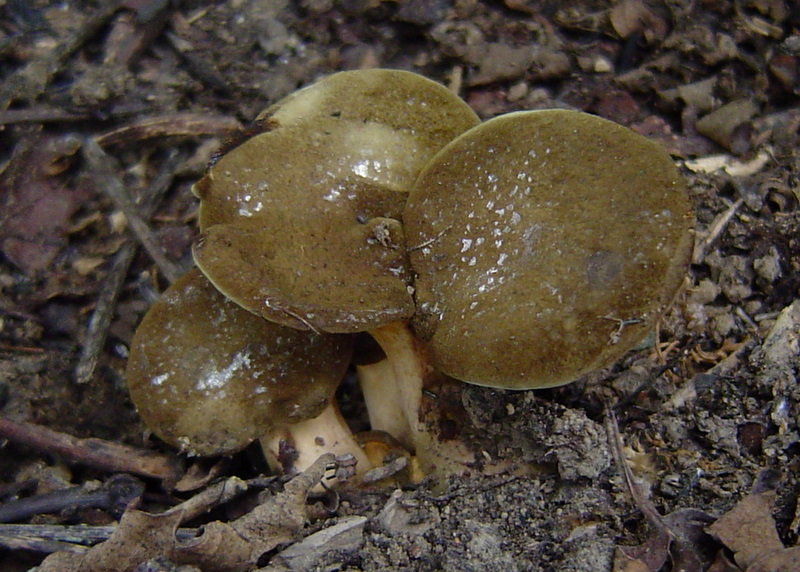 Гиродон мерулиусовидный (Gyrodon merulioides)