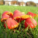 Гигроцибе алая (Hygrocybe coccinea)