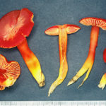 Гигроцибе алая (Hygrocybe coccinea)