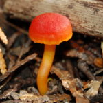 Гигроцибе алая (Hygrocybe coccinea)