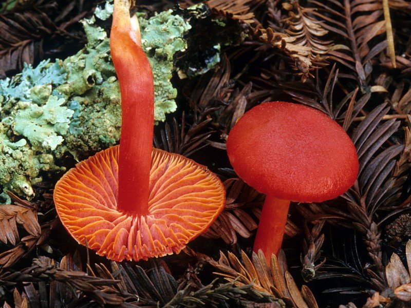 Гигроцибе алая (Hygrocybe coccinea)