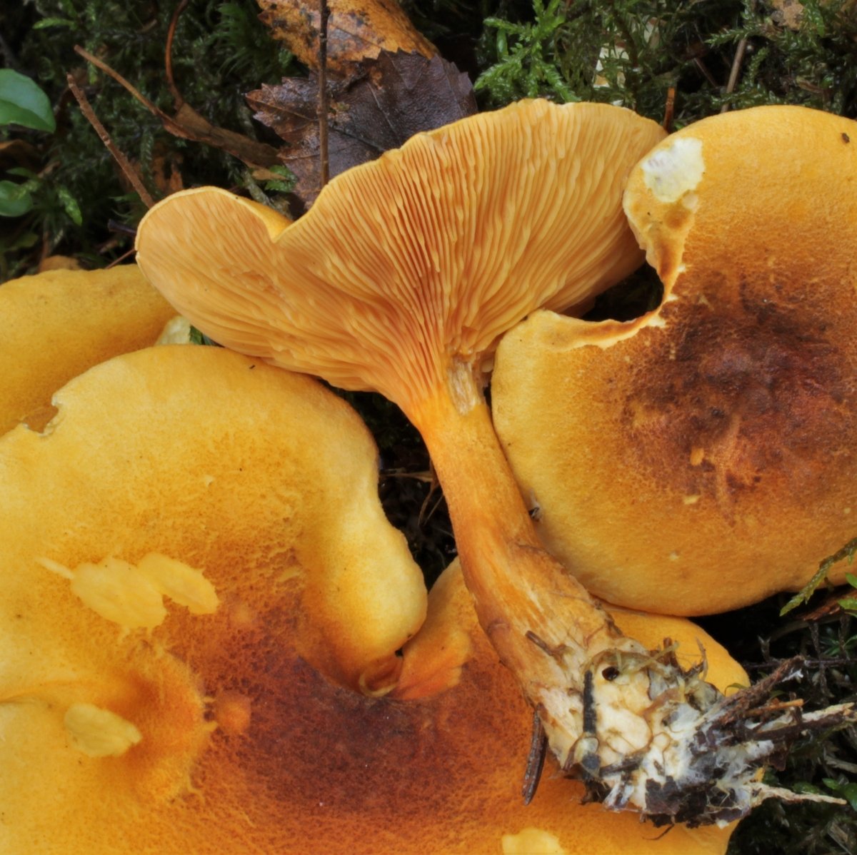 Ложная лисичка рыжая (Hygrophoropsis rufa)