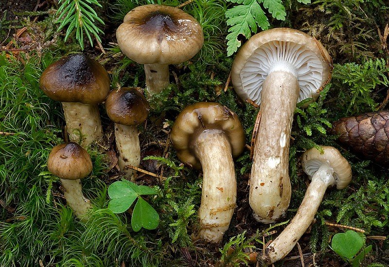 Гигрофор оливково-белый (Hygrophorus olivaceoalbus)