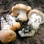 Гигрофор розоватый (Hygrophorus pudorinus)