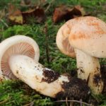 Гигрофор розоватый (Hygrophorus pudorinus)