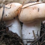 Гигрофор розоватый (Hygrophorus pudorinus)