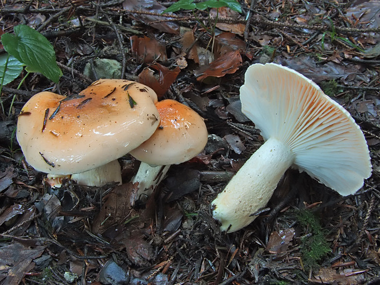 Гигрофор розоватый (Hygrophorus pudorinus)