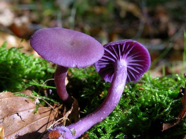 Лаковица аметистовая (Laccaria amethystina)