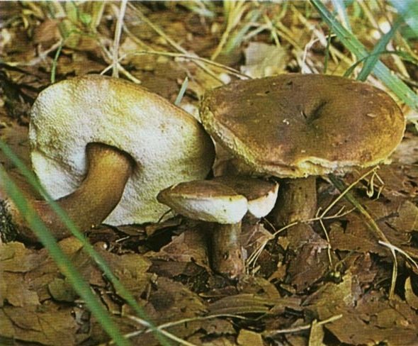 Гиропорус каштановый (Gyroporus castaneus)