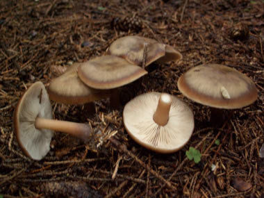 Коллибия каштановая (Rhodocollybia butyracea)