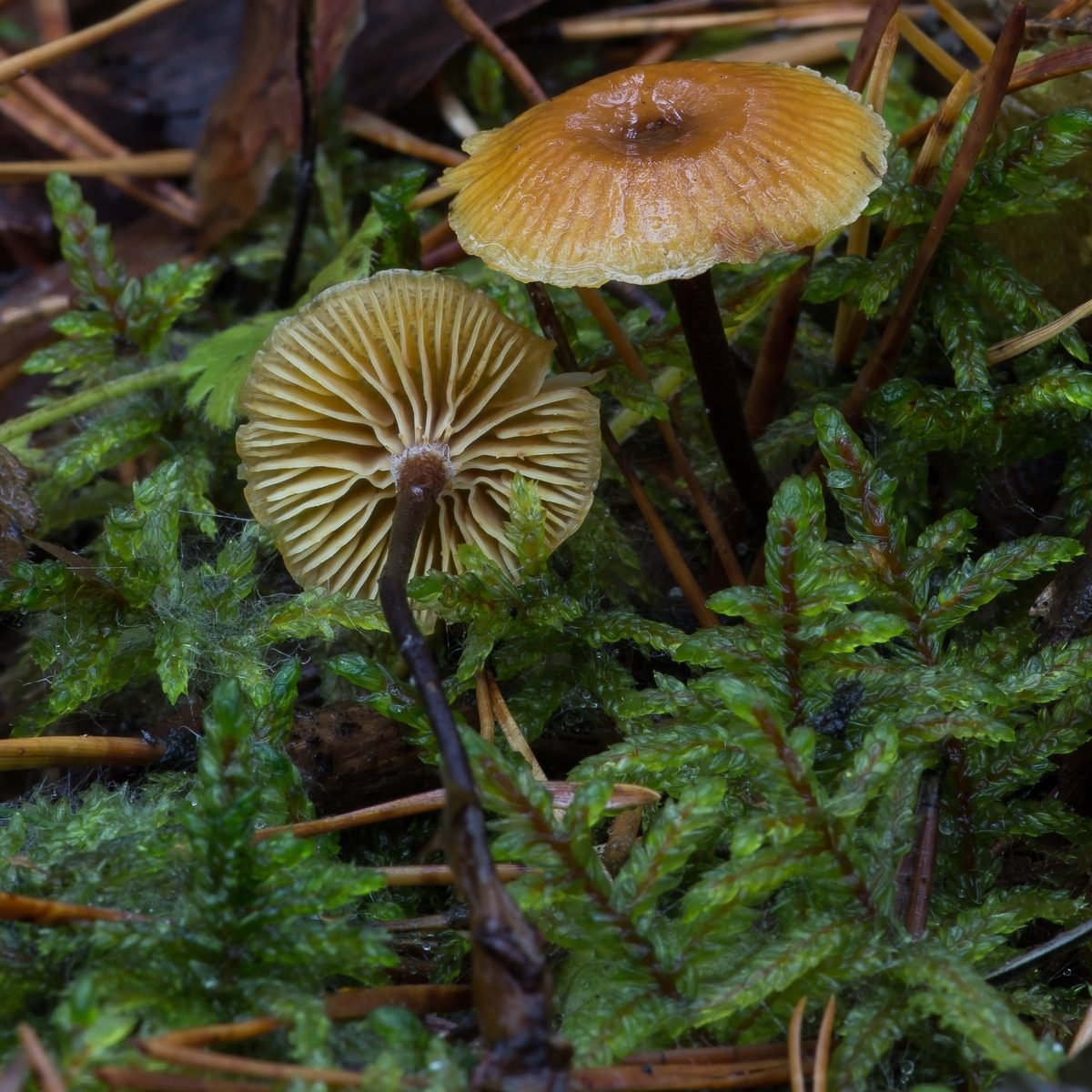 Ксеромфалина стеблевидная - Xeromphalina cauticinalis