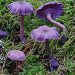 Лаковица аметистовая (Laccaria amethystina)