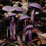 Лаковица аметистовая (Laccaria amethystina)