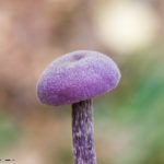 Лаковица аметистовая (Laccaria amethystina)