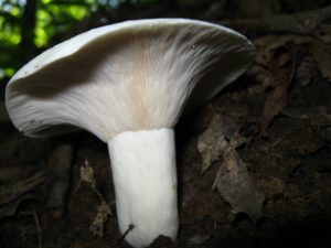 Груздь перечный (Lactarius piperatus)