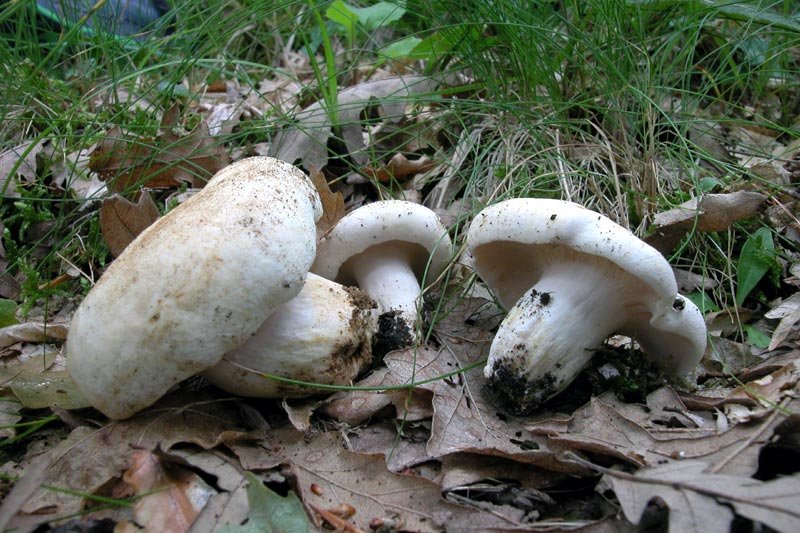 Груздь перечный (Lactarius piperatus)