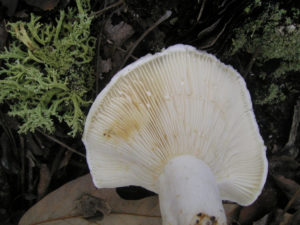 Груздь перечный (Lactarius piperatus)