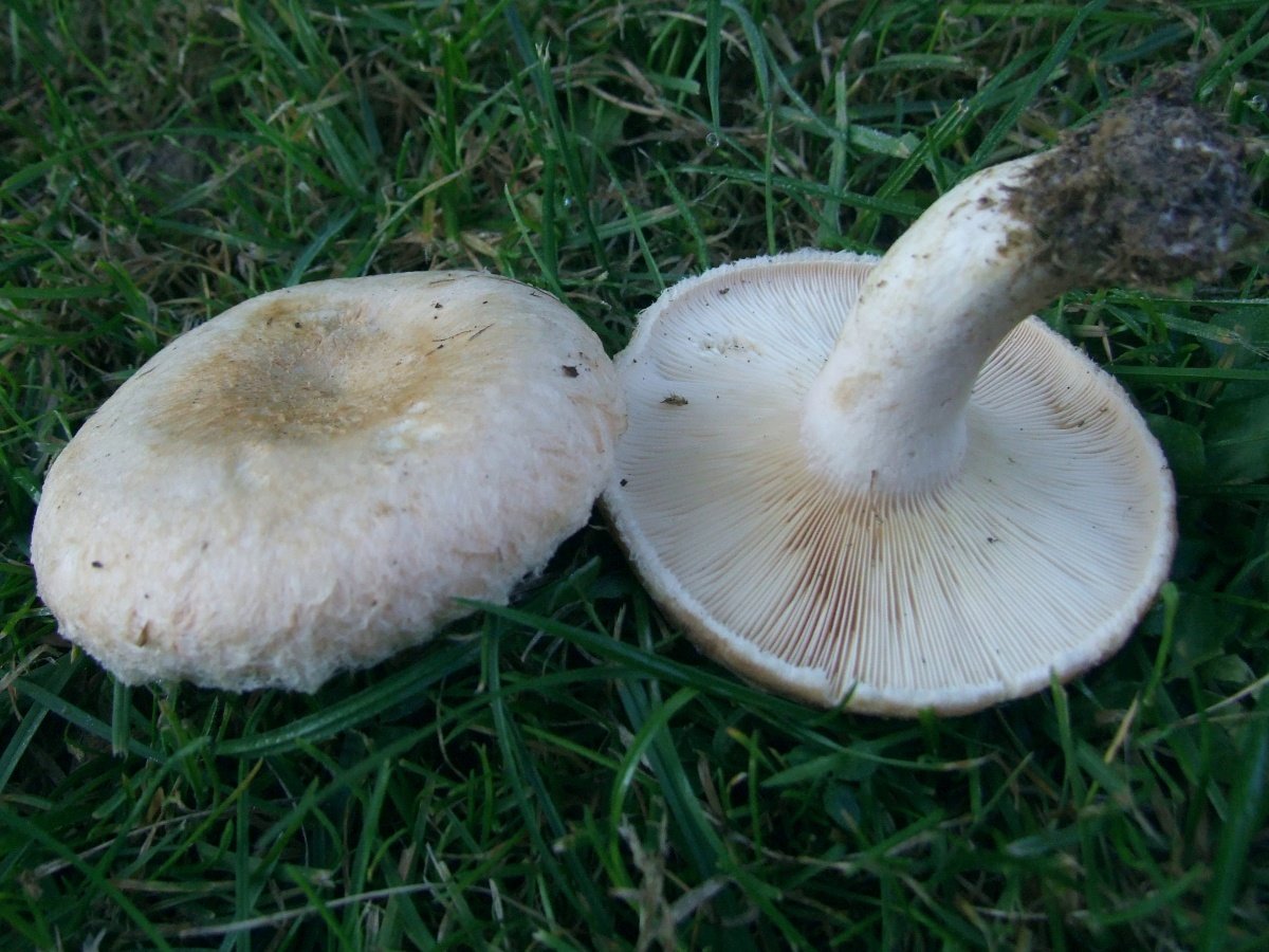 Волнушка белая (Lactarius pubescens)