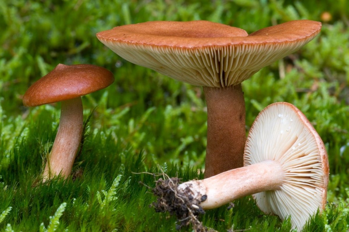 Горькушка (Lactarius rufus)