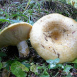 Груздь желтый (Lactarius scrobiculatus)